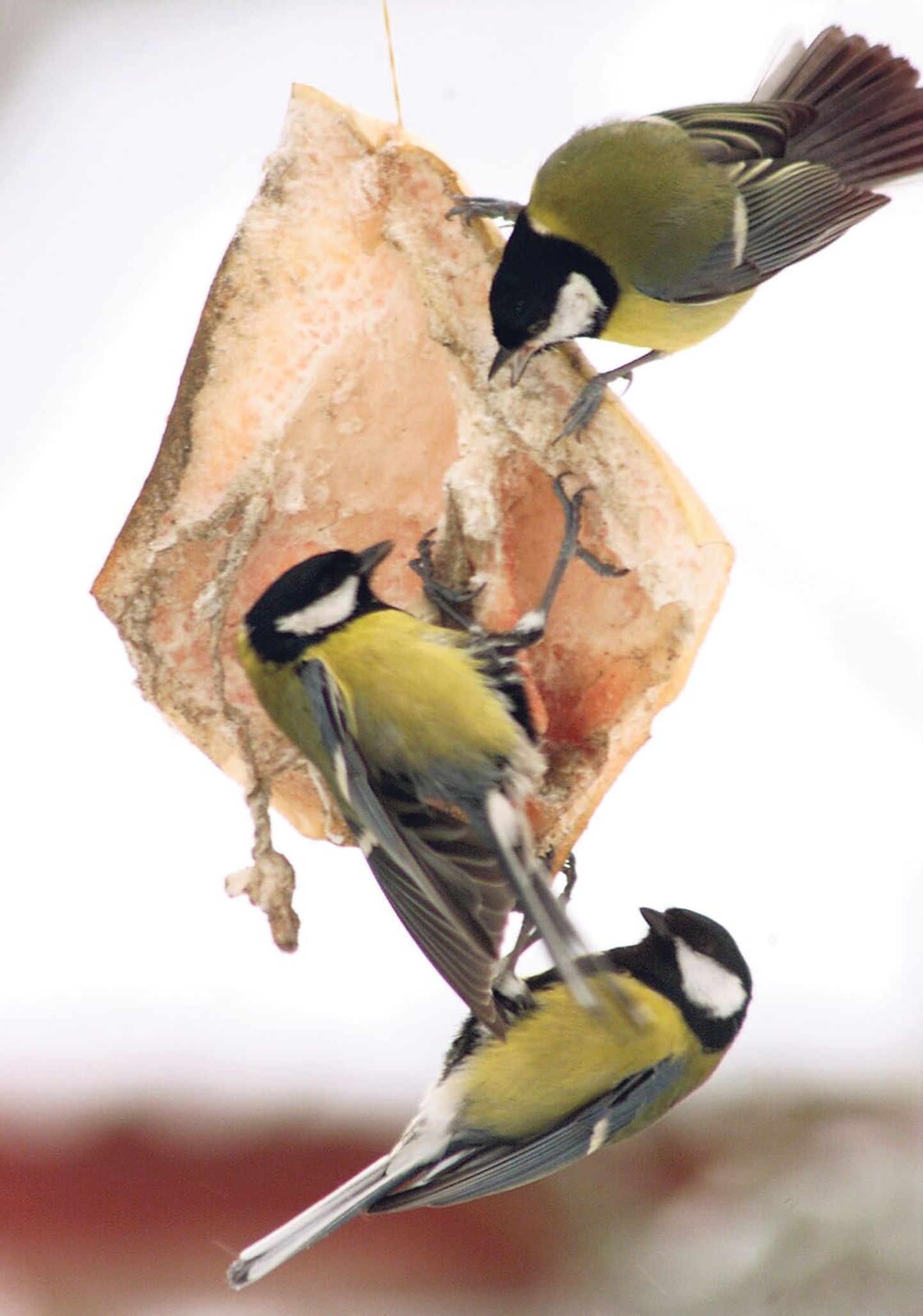 Rasvatihane on talvel kõige sagedasem külaline koduakna taha seatud lindude toidulaual.