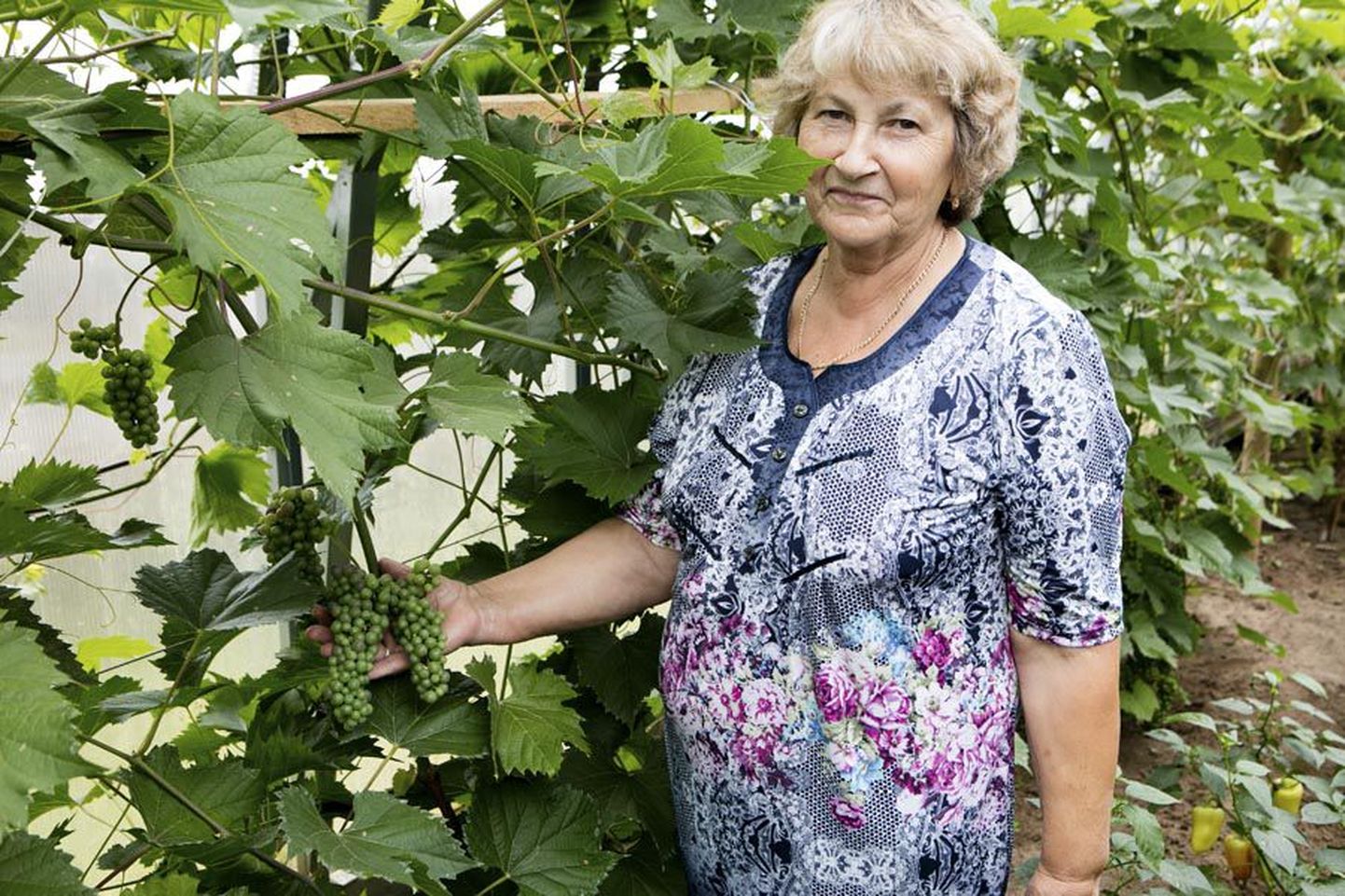 Aiandustalu perenaine Taisia Peek julgeb Eesti oludes kasvatamiseks soovitada mitut viinamarjasorti.