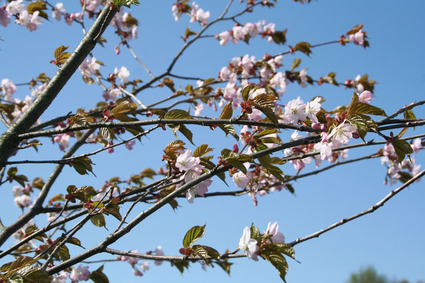 Loomaaias puhkes õide jaapani kirsipuu.