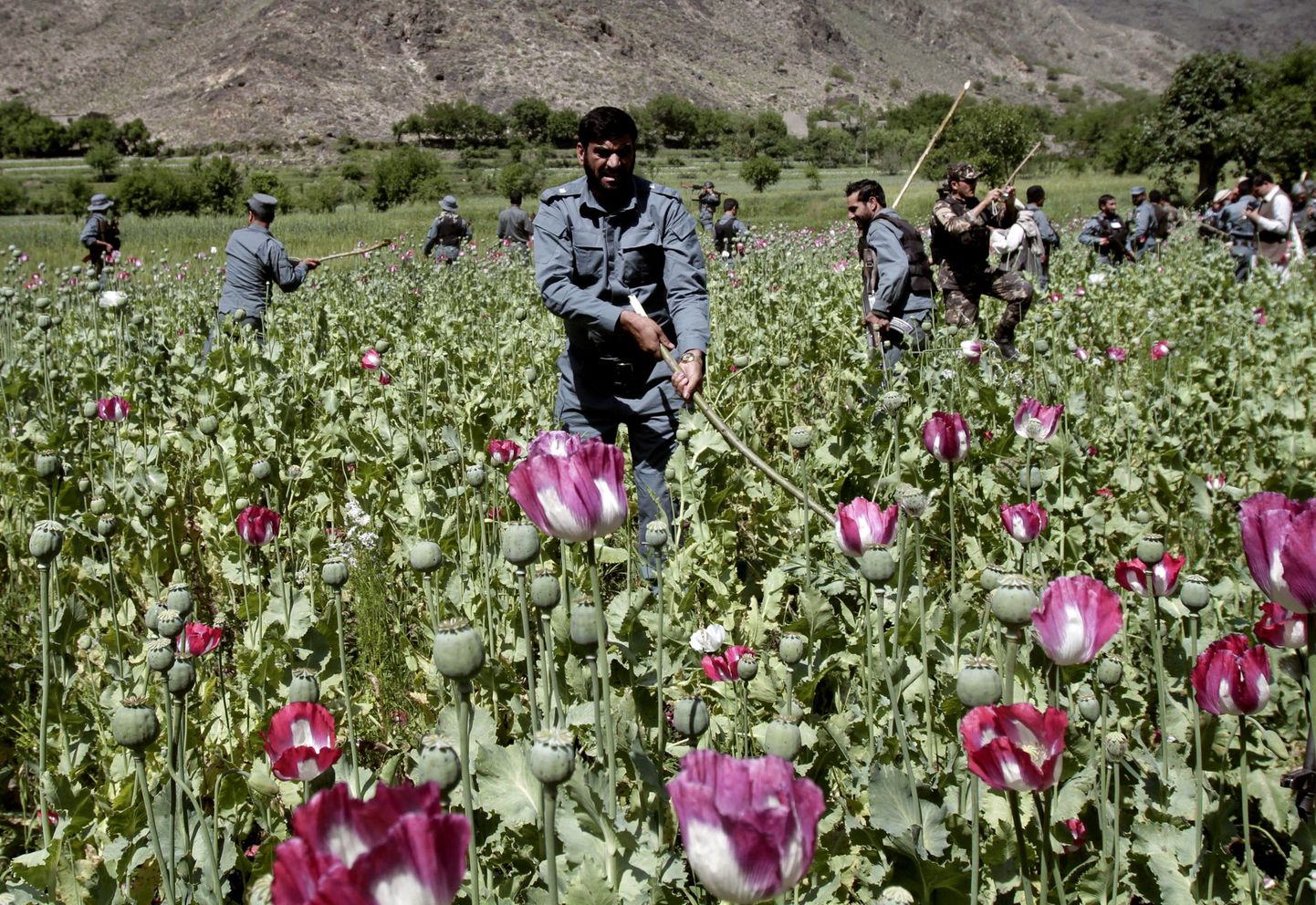 Afganistani politseinikud hävitavad moonipõlde.