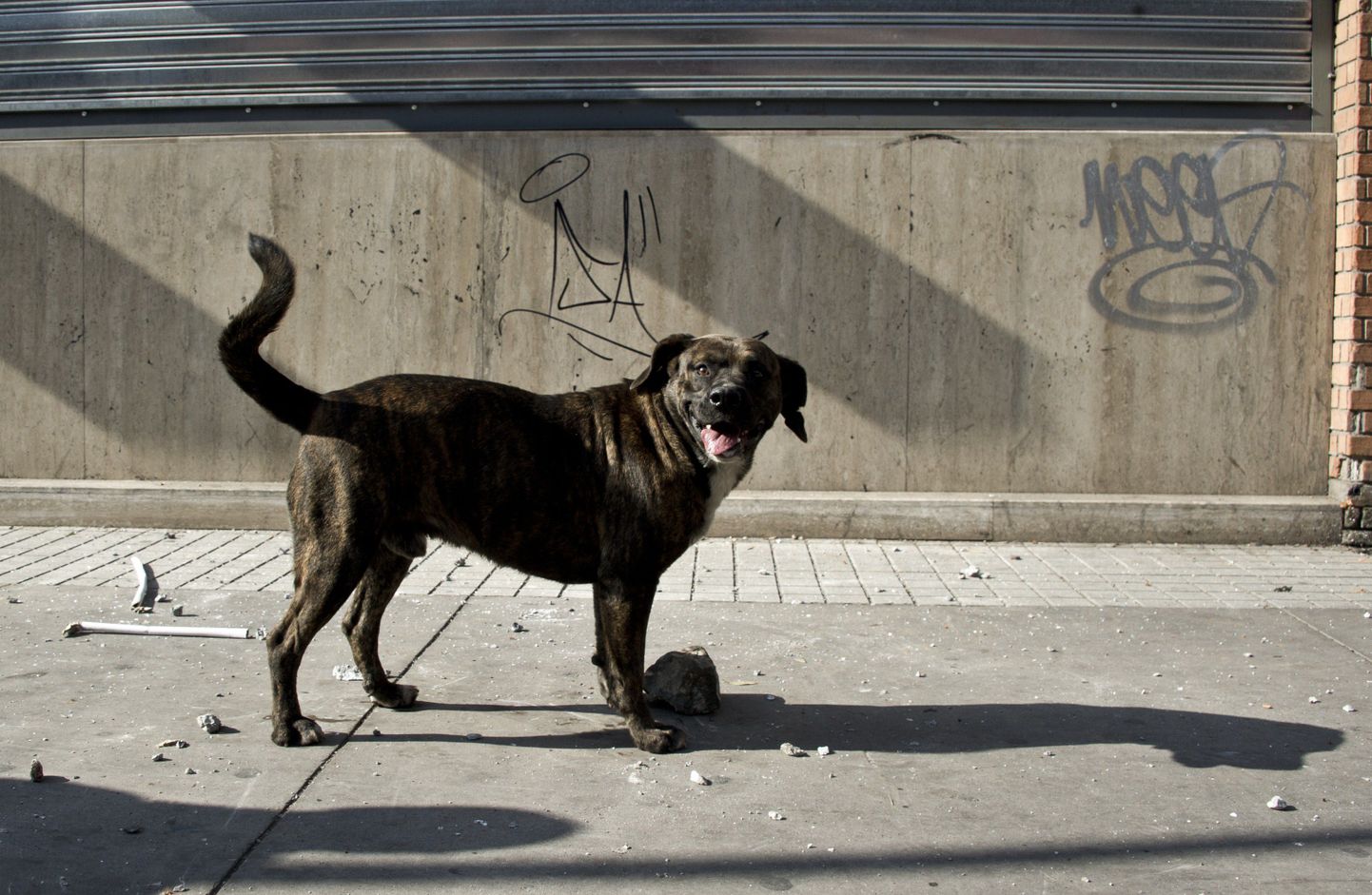 Pankrotistunud Detroidi tänavatel on 50 000 hulkuvat koera