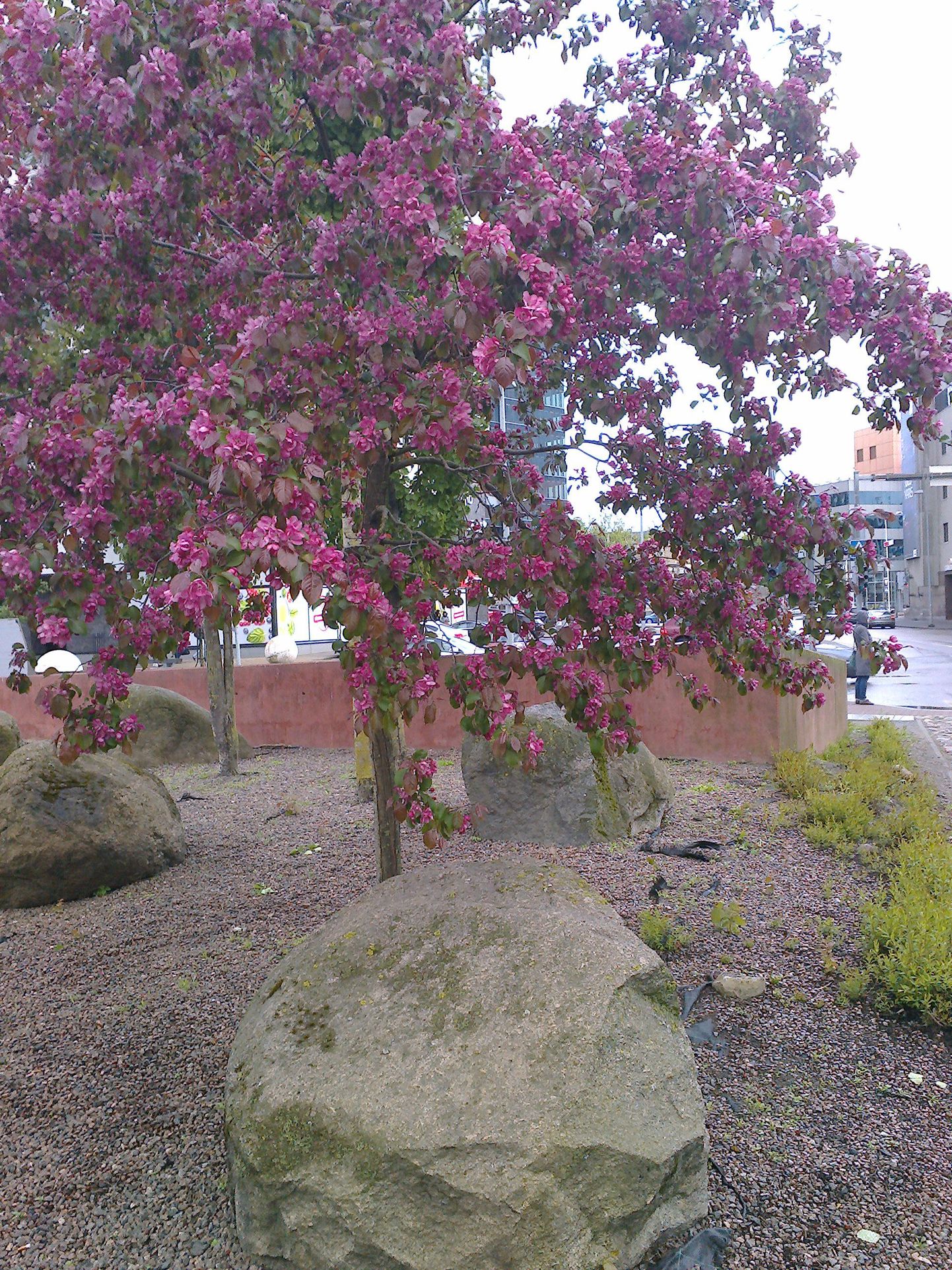 Tallinnas ehivad iluõunapuud juba mitmeid haljasalasid. See puu kasvab Tartu mnt vetemängu juures.