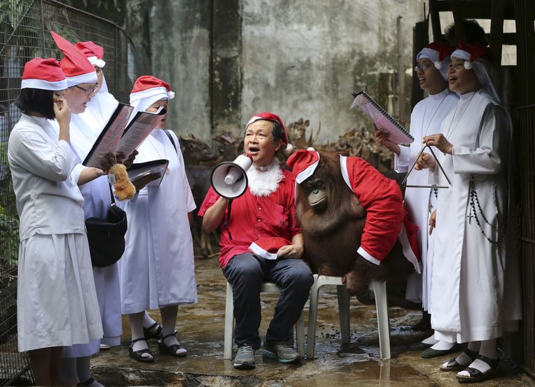 Nunnad ja loomaaia omanik Manny Tangco orangutani seltsis jõululaule laulmas.