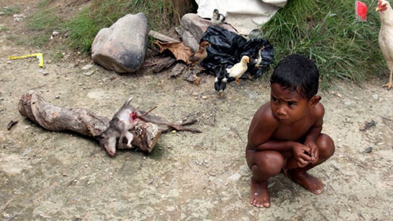 Papuasu puika ar koka zariņu mēģināja uzšķērst ķengura mazuļa vēderu 