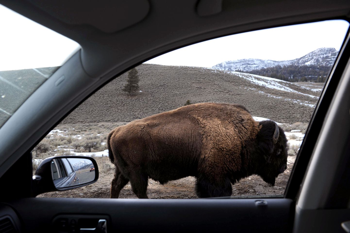 Yellowstone`i rahvuspargi piison