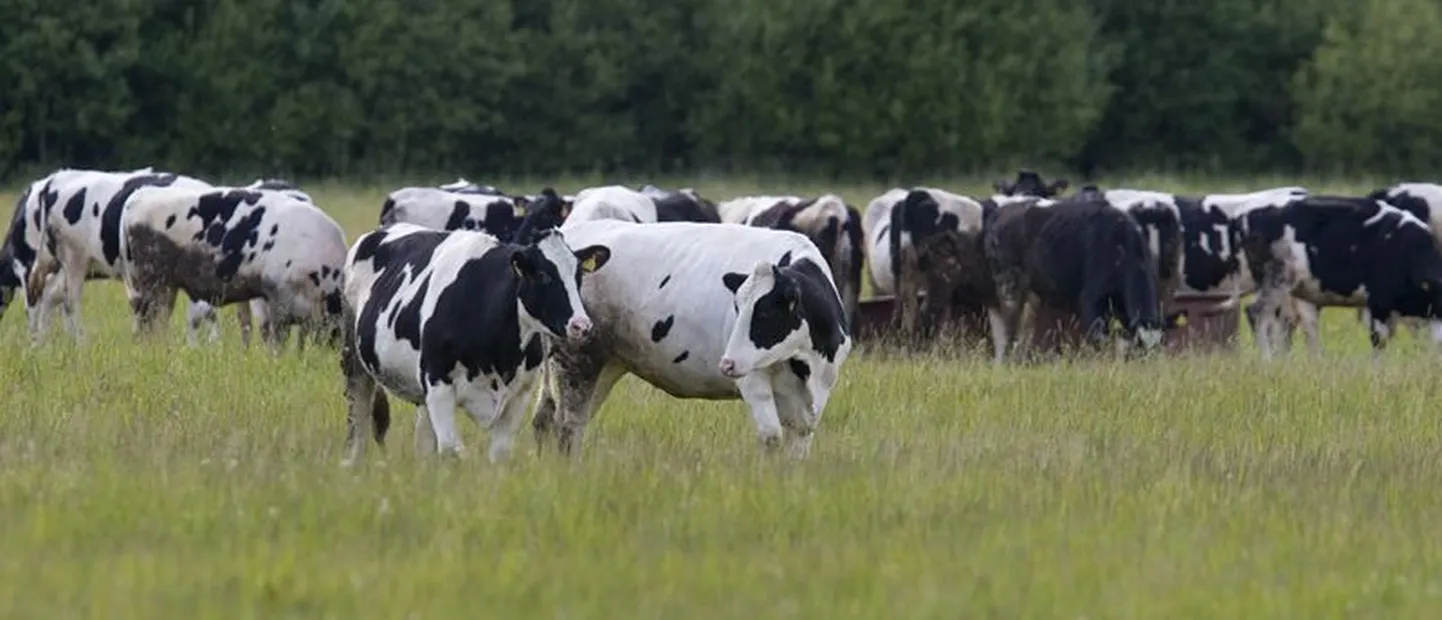 Aina rohkem piimakarjakasvatajaid müüb oma lehmad Poola või Lätti, kuna ei jaksa doteeringute tõttu odava välismaise kaubaga konkureerida.