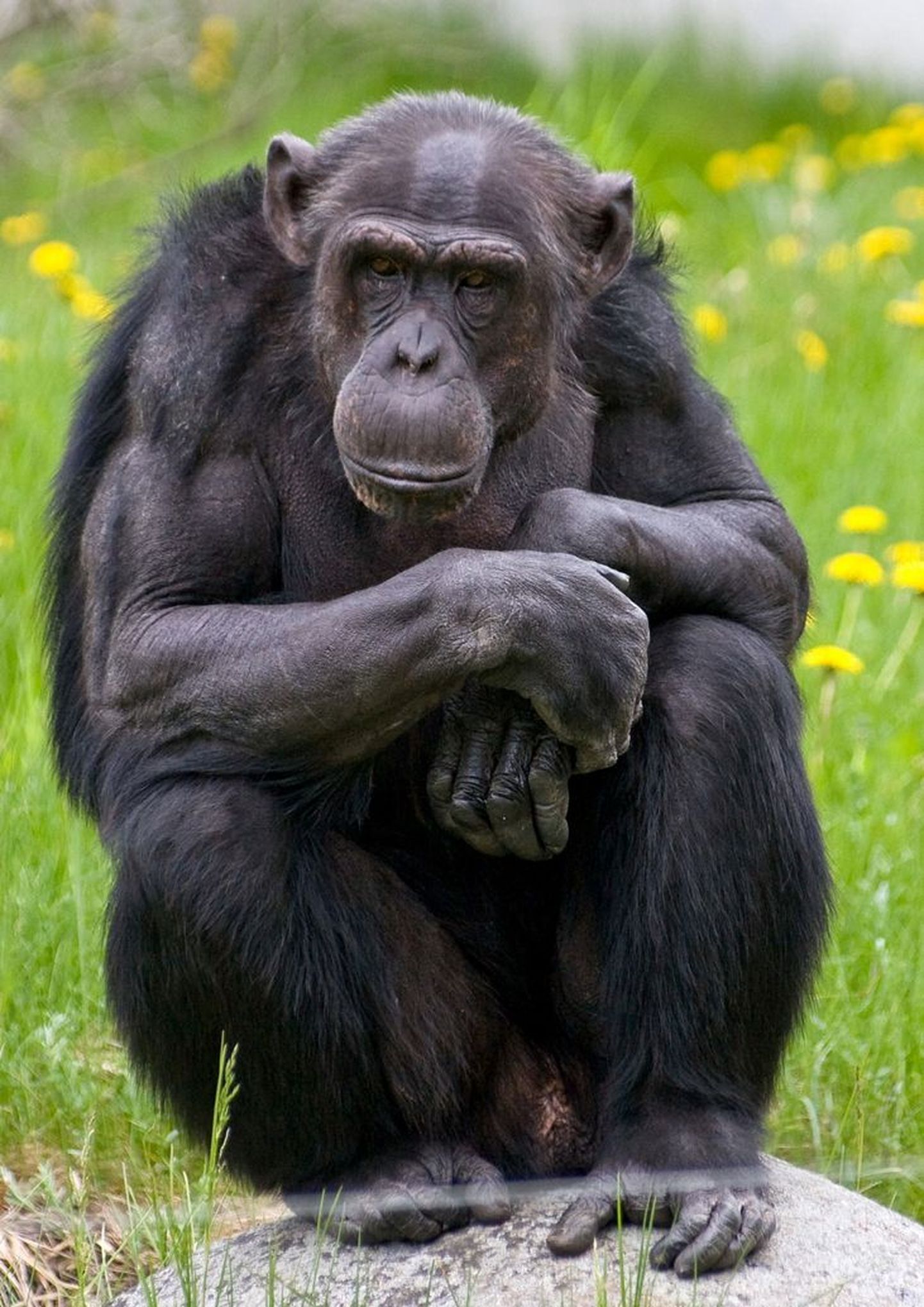 Šimpans Pino.