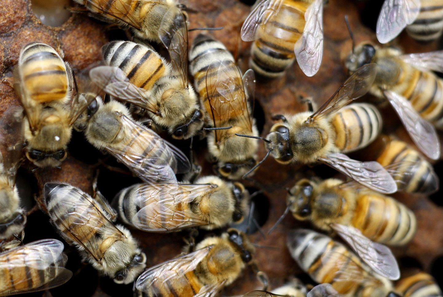 Albert Katanovile oleks kokkupõrge mesilastega äärepealt elu maksnud.