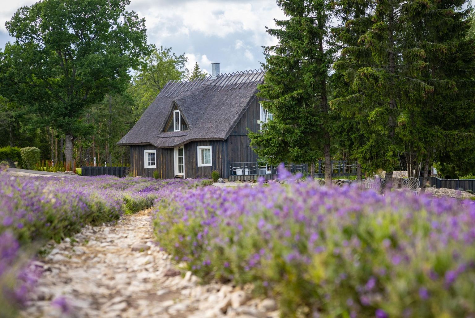Hiiumaine idüll Hautselja talu lavendlipõlluga.
