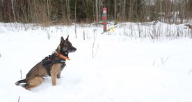 Piirimaa eest laekuvad sendid ärritavad setosid