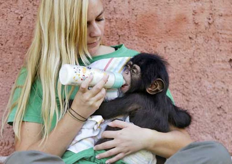 13 ноября 2015 года. Работница зоопарка кормит детеныша шимпанзе Джейсона в зоологическом парке Аттики 