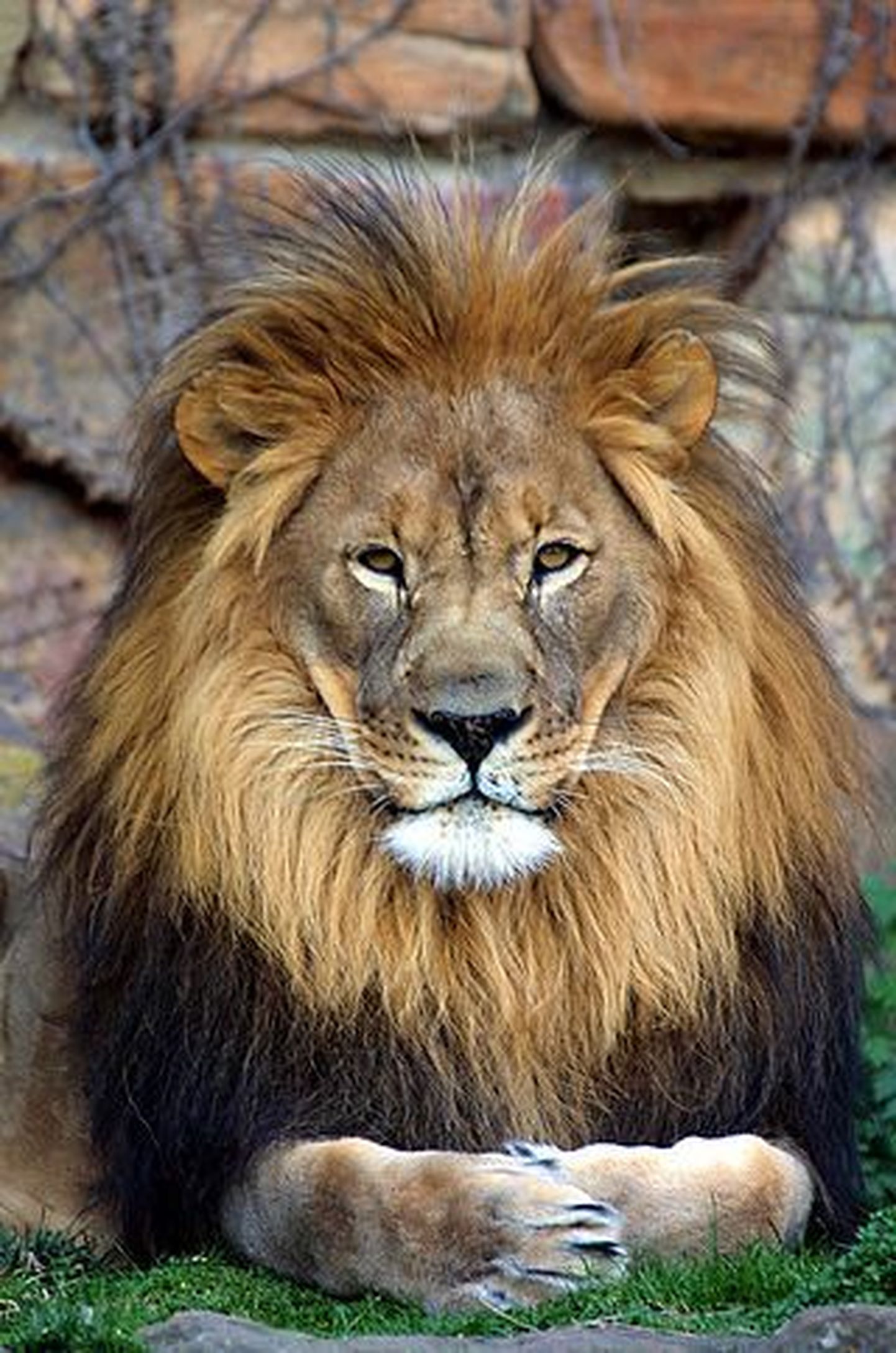 Lõvi.Foto on illustreeriv