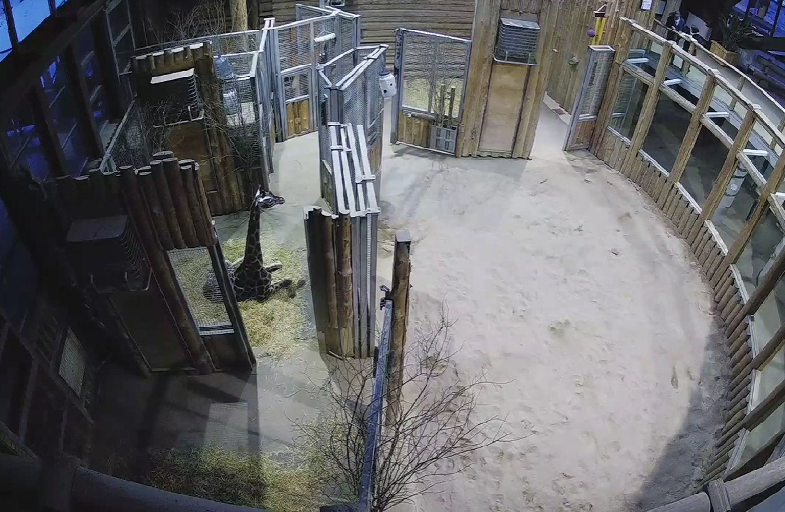 Apdraudot žirafes veselību, kāds Rīgas zoodārza apmeklētājs tai metis kāposta lapu