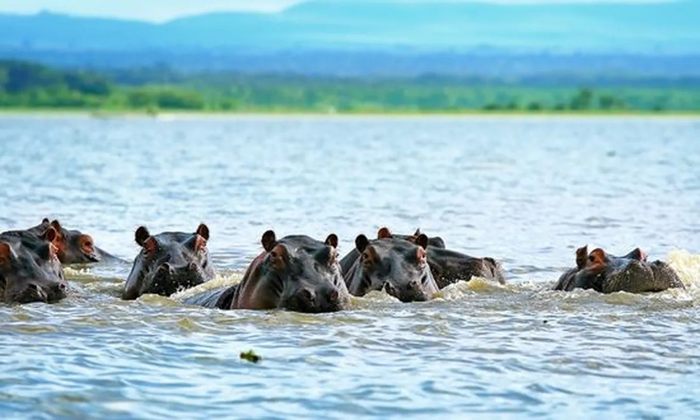 Turkana järve kahte saart ja järve idakallast kaitsevad Keenias kolm rahvusparki, mille alad on tähtsad ka Niiluse jõehobude elupaigana.