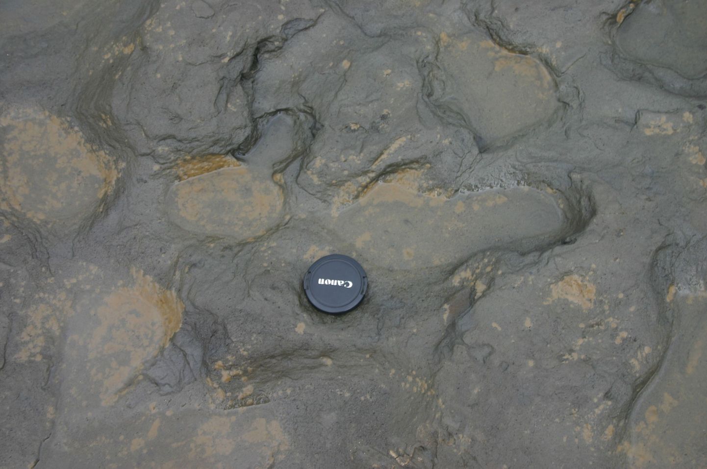 Undated handout photo issued by the British Museum Friday Feb.  7, 2014 of some of the  human footprints, thought to be more than 800,000 years old, found in silt on the beach at Happisburgh on the Norfolk coast of England, with a camera lens cap laid beside them to indicate scale. (AP Photo/British Museum) / TT / kod 436
