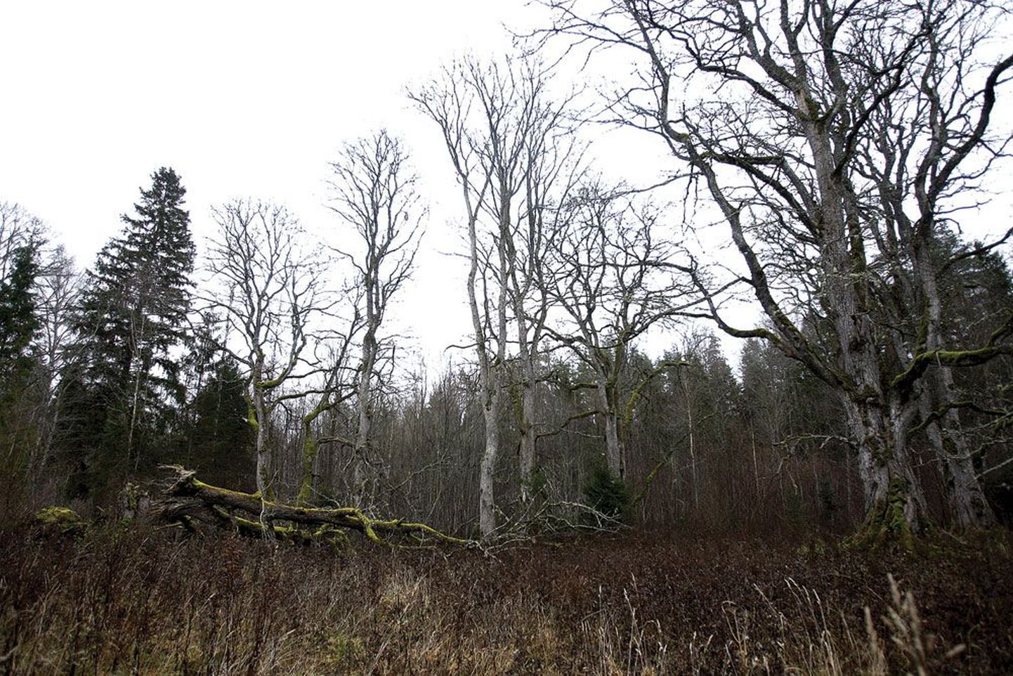 Kiigeoru hiiesalu Koke külas on Eestis ainulaadne, sest siin kasvavad künnapuud. Kunagi ilmselt palju suuremast kogumist on alles jäänud veel vaid kümme puud. Üheteistkümnes, kõige suurem, murdus mõni aasta tagasi. Varem seoti paelu selle okstesse, nüüd on riideribad ka tema kaaslaste küljes. Salu ise oli varem metsaga ümbritsetud, kuid pärast raiet jäi ühest küljest alasti.