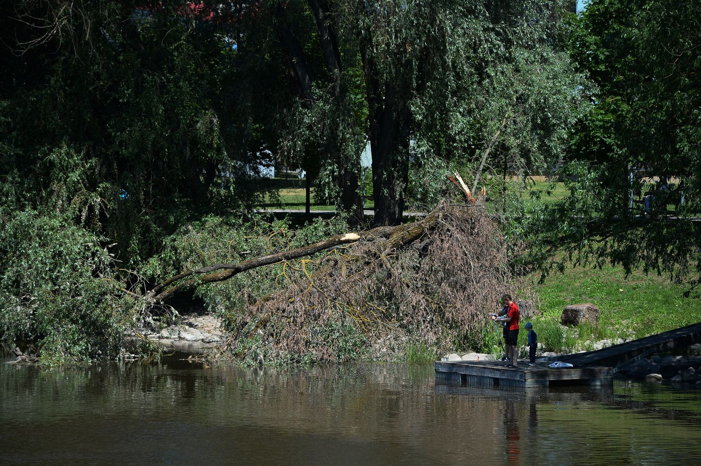 Ujula Konsumi juures murdus mitu nädalat tagasi puu Emajõkke.