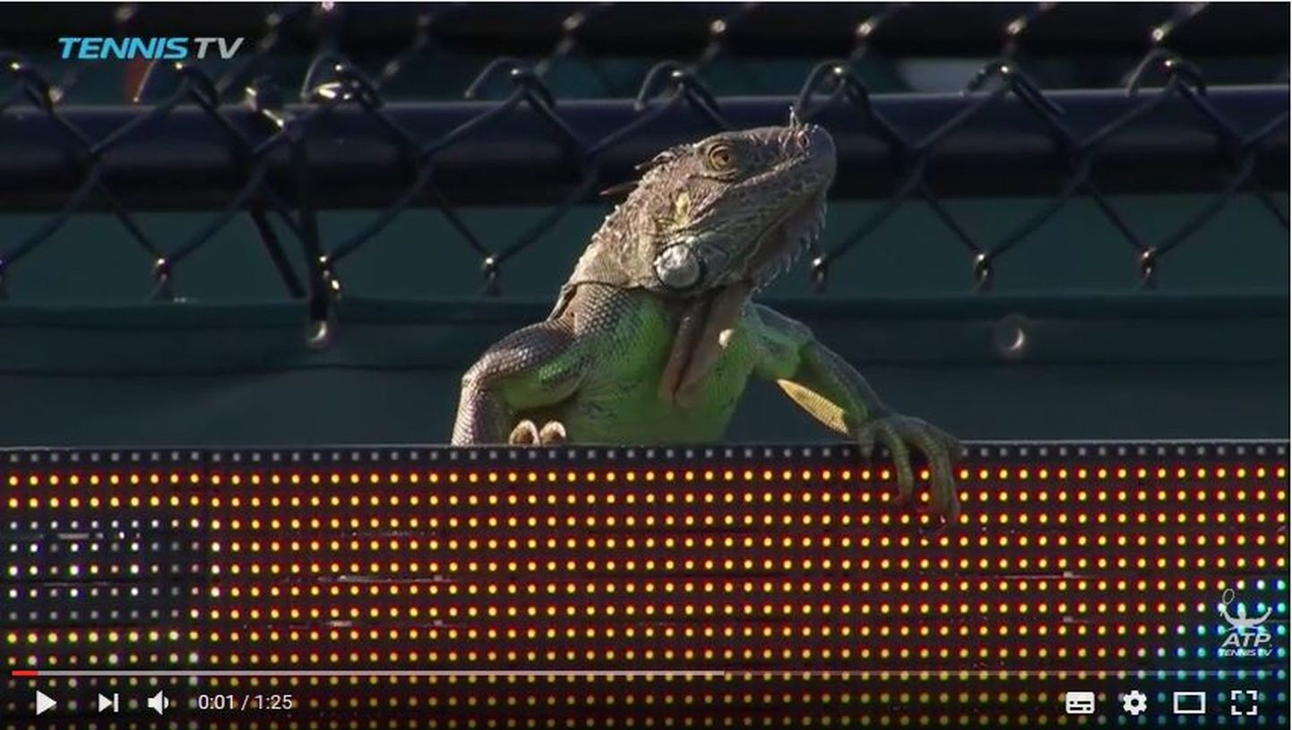 Матч теннисного турнира в Майами был прерван из-за появления на корте игуаны.