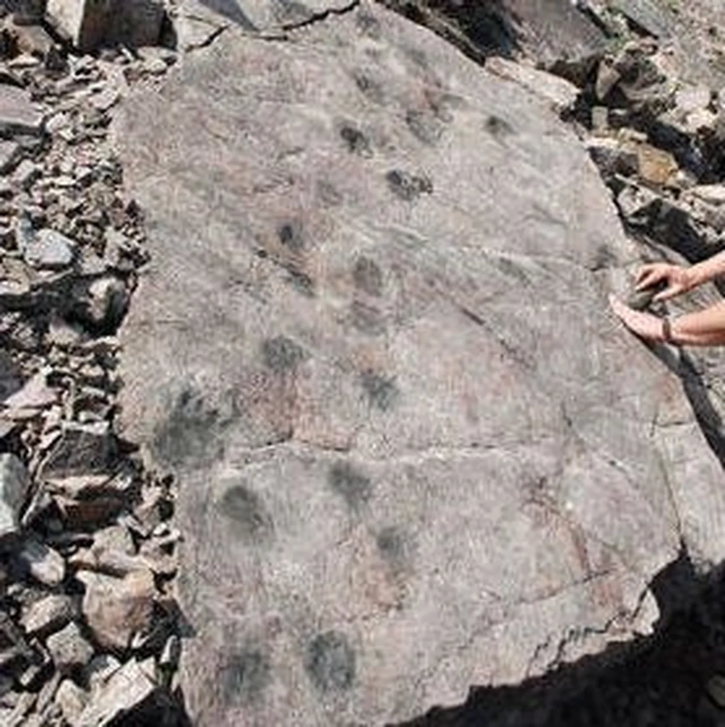 Paleontoloog avastas vanimad roomaja jäljed