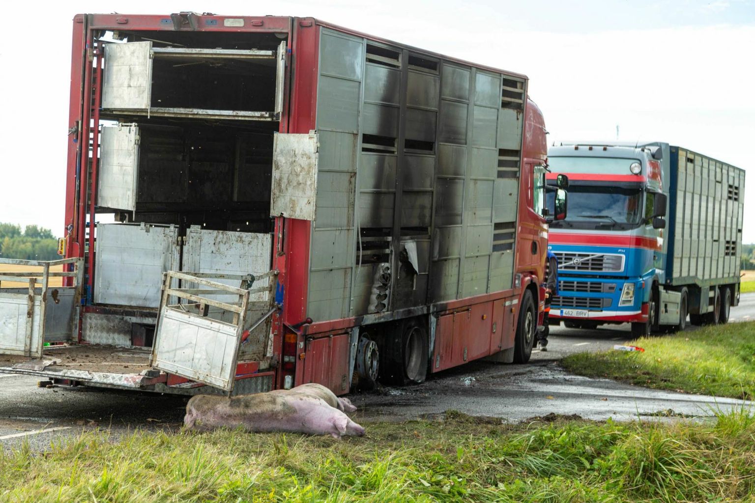 Sigu vedanud veoauto süttis Valgamaal Tsirguliina lähistel.