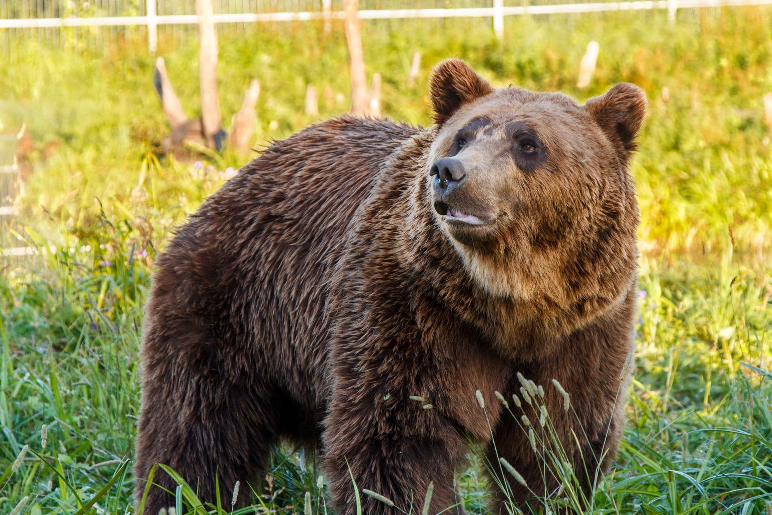 Karujahti saavad maakonna jahimehed pidada, kui maakonnas on teadaolevalt vähemalt kaks emakaru poegadega kahel järjestikusel aastal.
