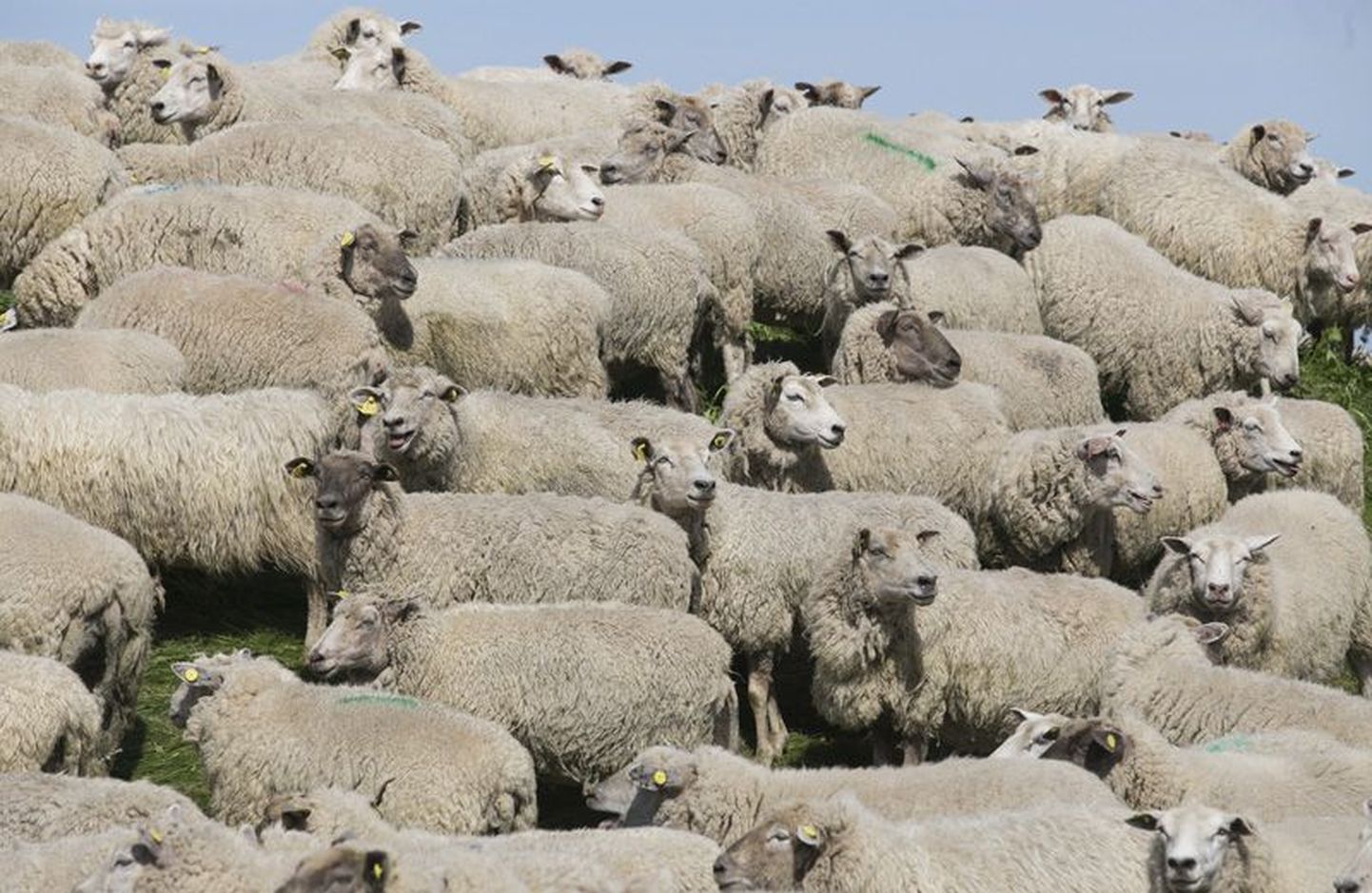 Möödunud aastal võis lambafestivali uhkel paraadil sammumas näha ligi pooltteistuhandet villakandjat.