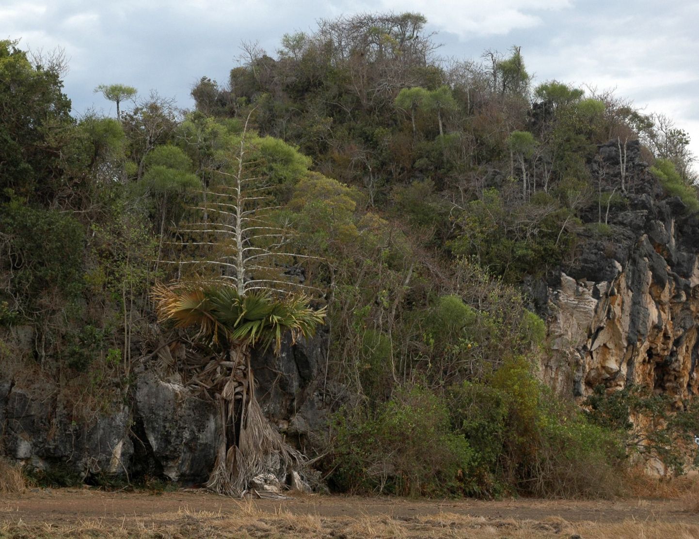 Madagaskarilt leiti uus, end ise hävitav palmiliik