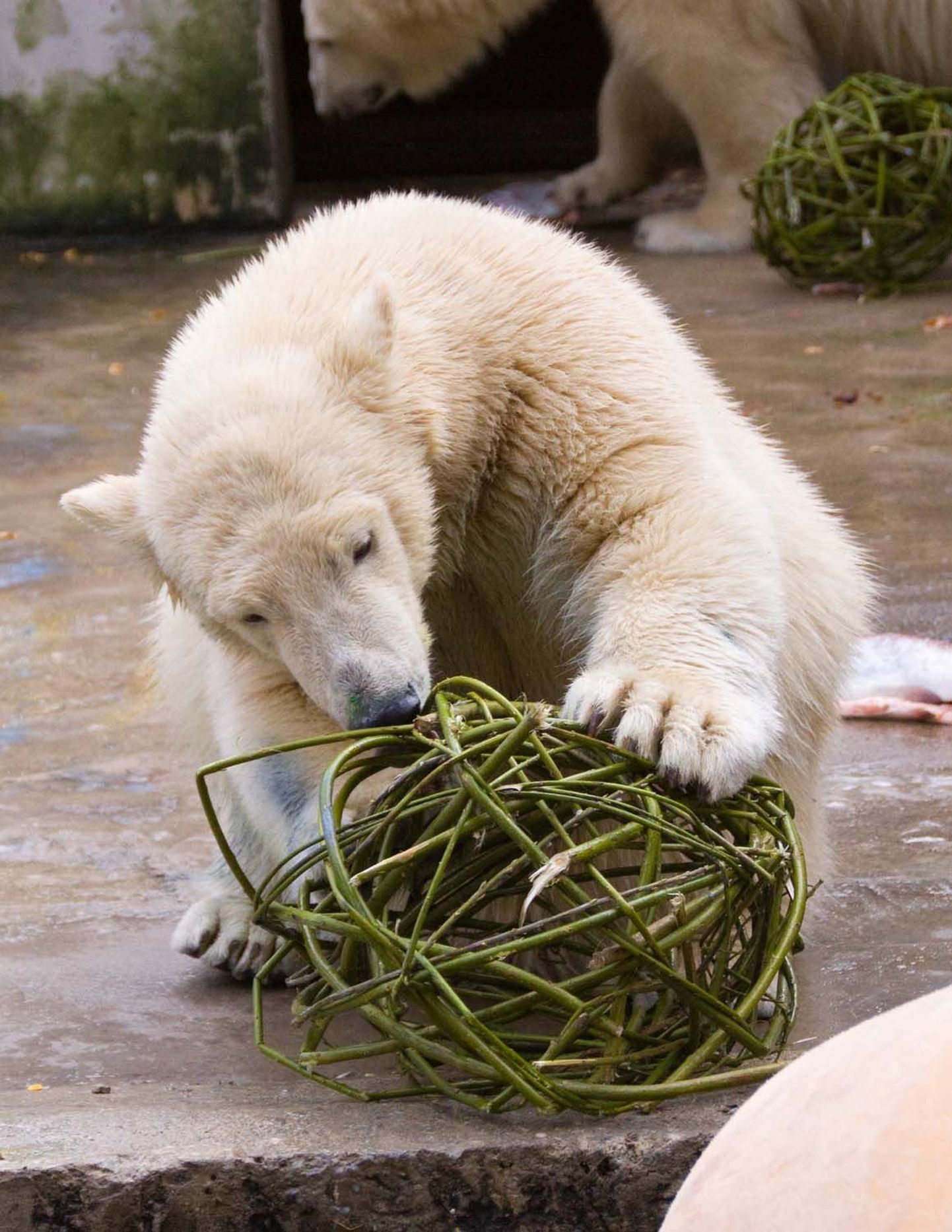 Kliima soojenemine ohustab jääkarusid.