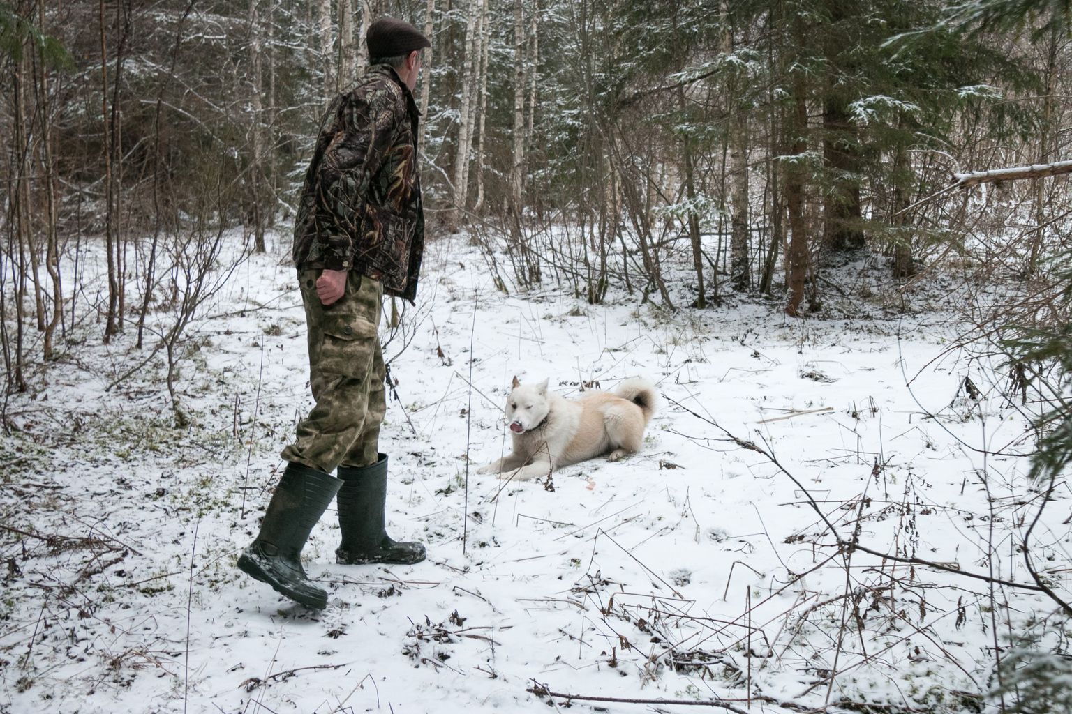Ainja külas elav Robi Saareluht märkas hunti oma põllul kolmapäeva lõuna ajal. Metsa tormas tema koer, kelle kiskja maha murdis ja ära sõi. Alles jäi vaid koera pea. Pildid on tehtud sündmuskohal päev hiljem.
