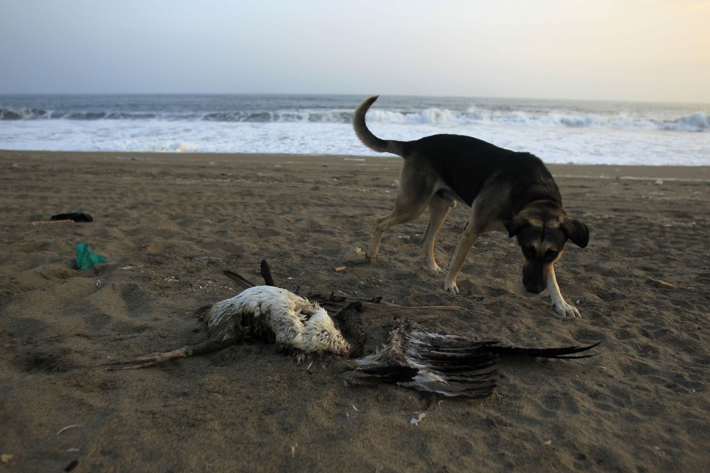 Koer ja surnud pelikan Lima lähedasel rannal 9. mail.