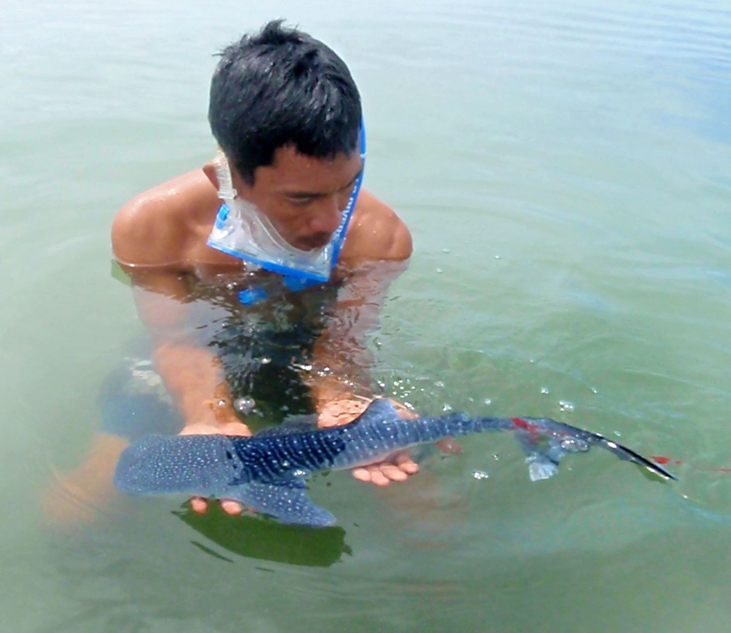 Filipiinide vetest leitud noor vaalhai, mis võib olla maailma väikseim