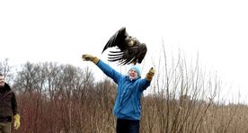 Gallery: healed of poisoning, eagle flies free