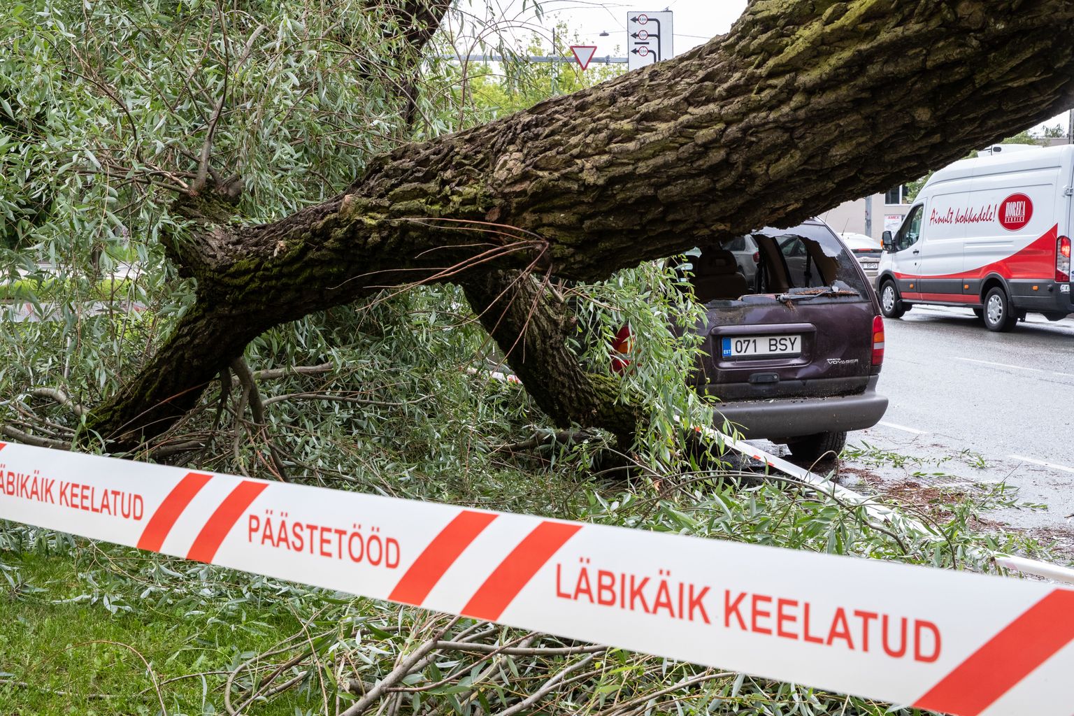 Murdunud puuoks Ristiku 4 juures. Foto on illustratiivne.