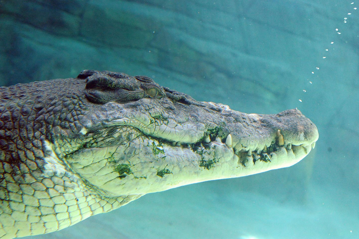 Soolase vee krokodill ehk harikrokodill