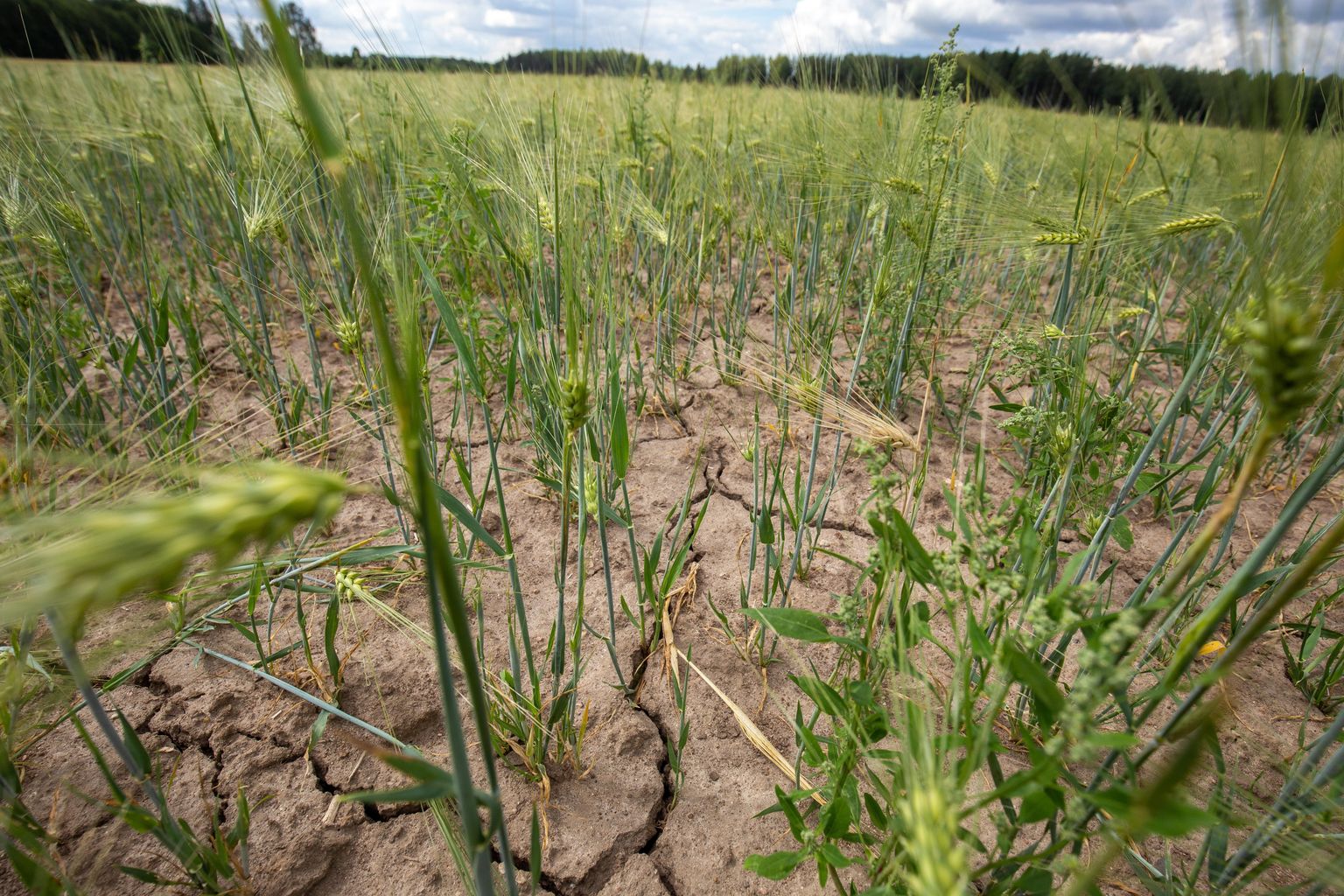 Põllumajandus, põud, vili, Metstaguse Agro OÜ juhatuse liige Teet Kallakmaa. Järva-Jaani.
Foto: Dmitri Kotjuh/ Järva Teataja