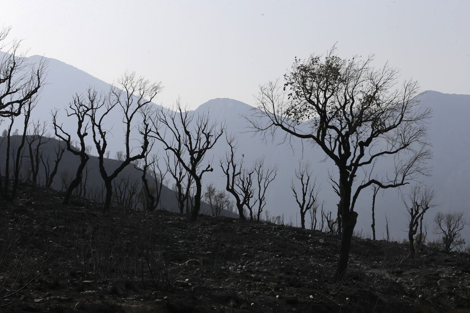 Metsapõlengu tagajärg Alžeerias Kabyle regioonis 13. august 2021.