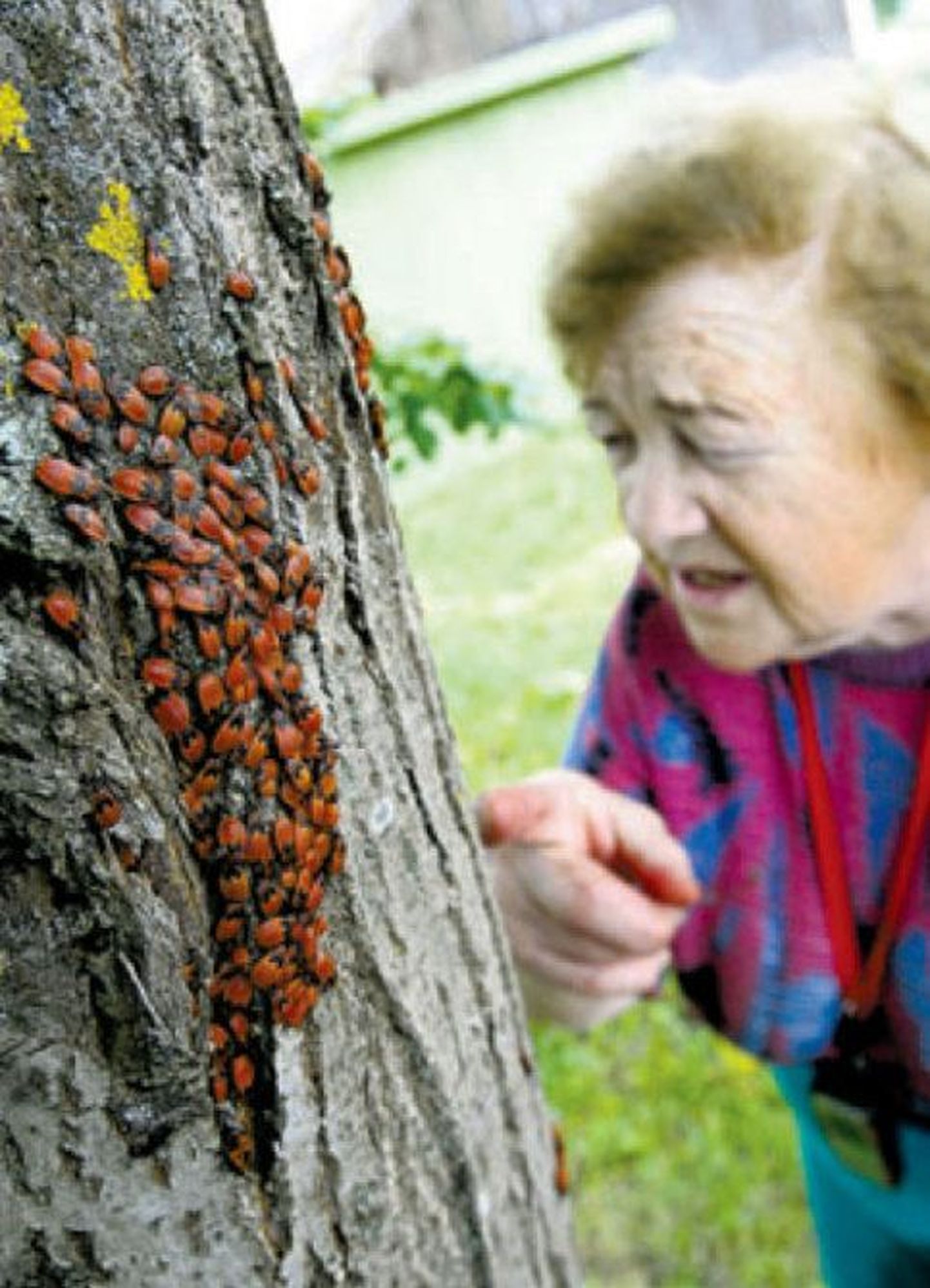 Milvi Liivapuu leidis putukaid massiliselt naabrimehe pärnapuude tüvedelt.
