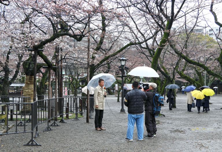 Yasukuni mõõdupuu meelitab telekaamerad välja isegi vihmase ilmaga.