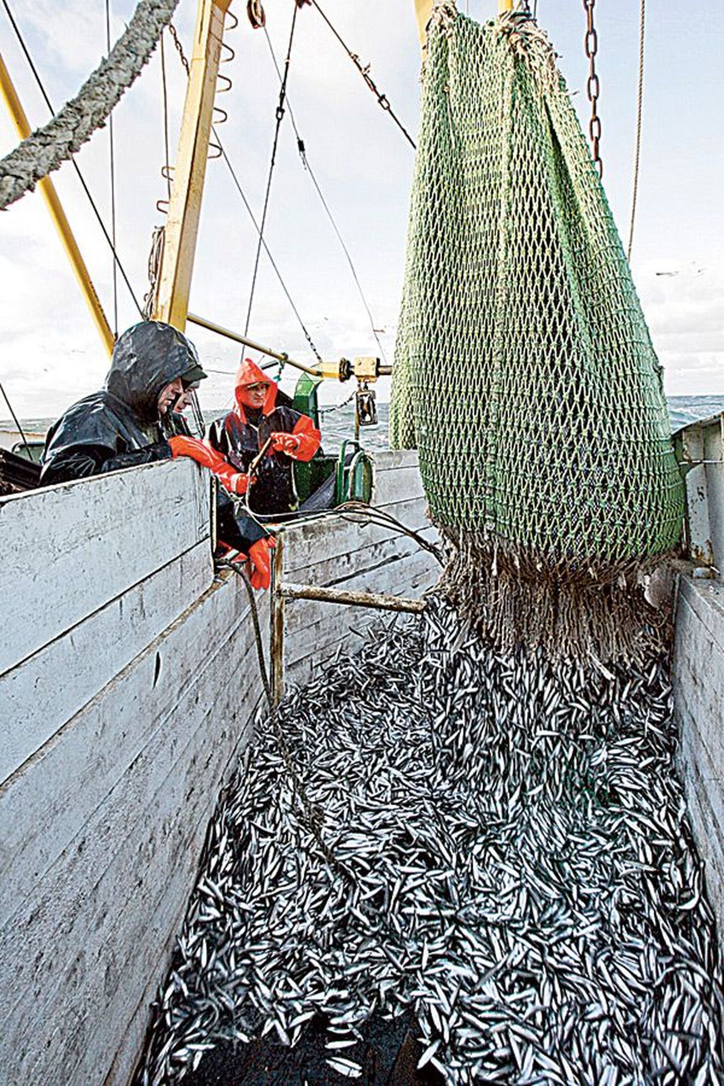 Эстония экспортирует в Россию примерно семь процентов рыбной продукции.