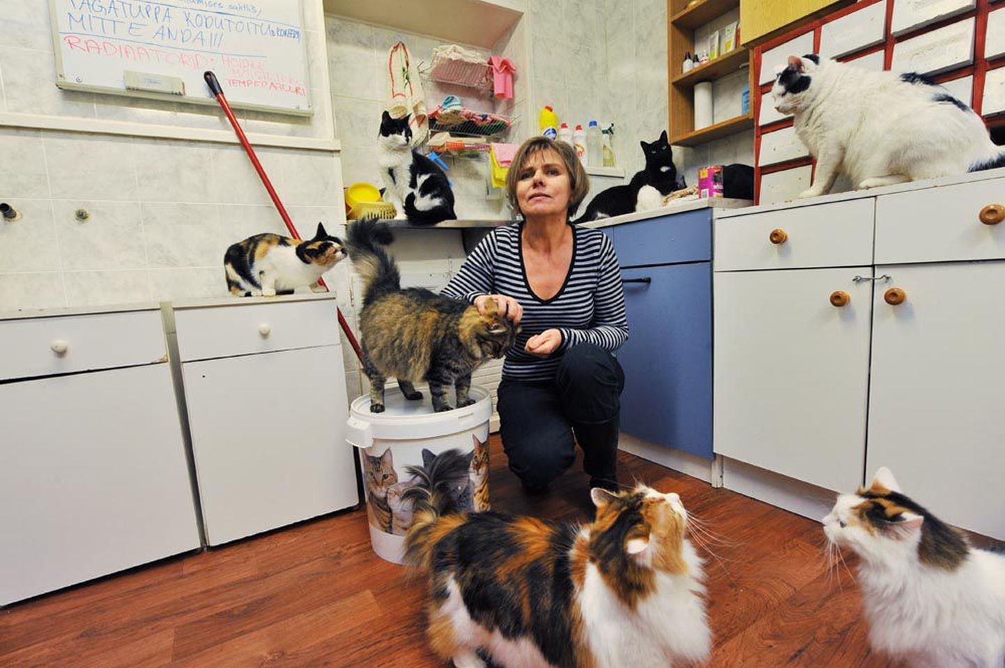 MTÜ Kasside Turvakodu 
juhatuse liige  Kaja Kiho on aastate viisi veetnud päevi Kadriorus 
Terase tänava keldris, kus elab 50–80 kassi.