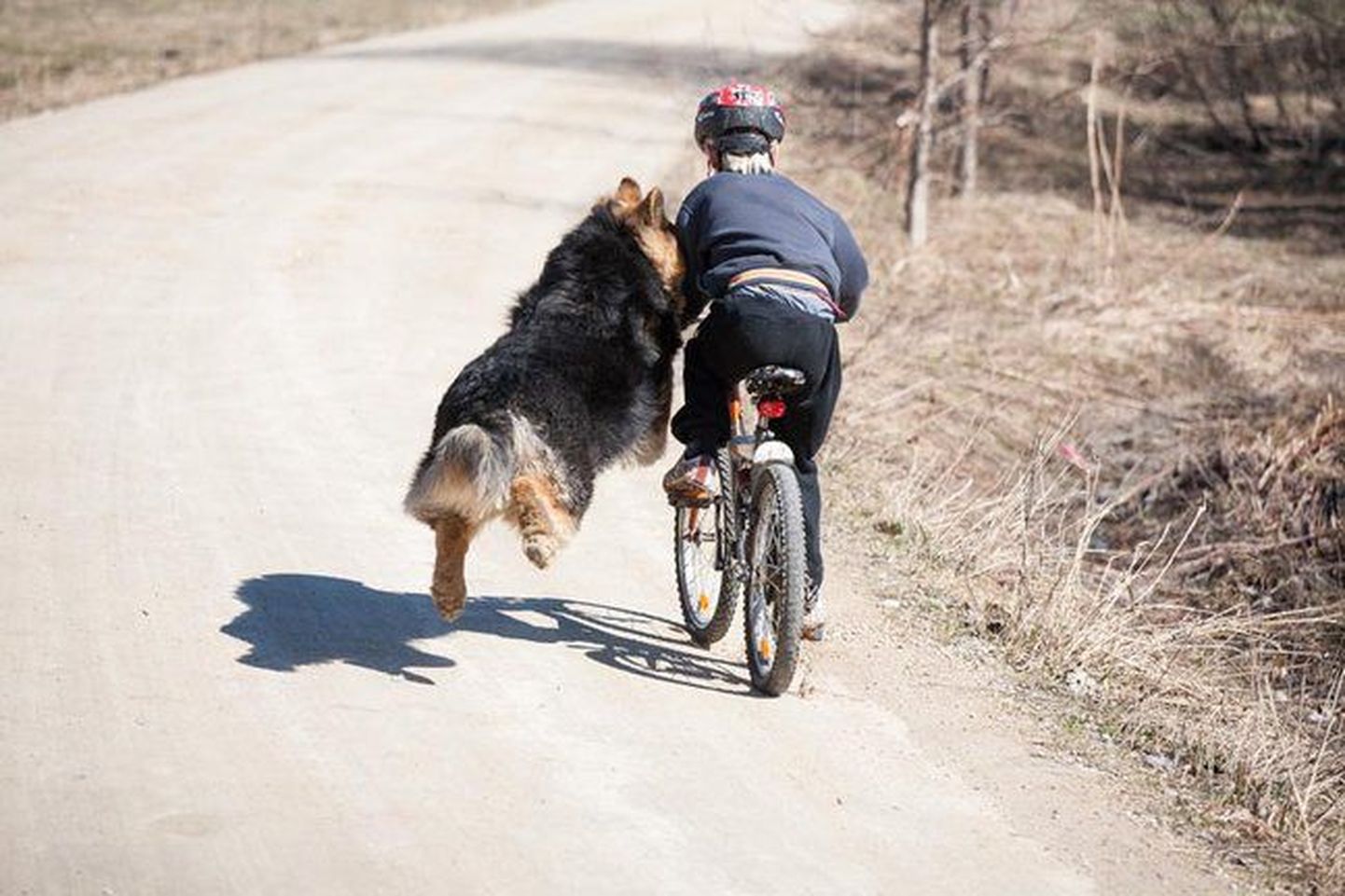 Собака преследует маленького велосипедиста.