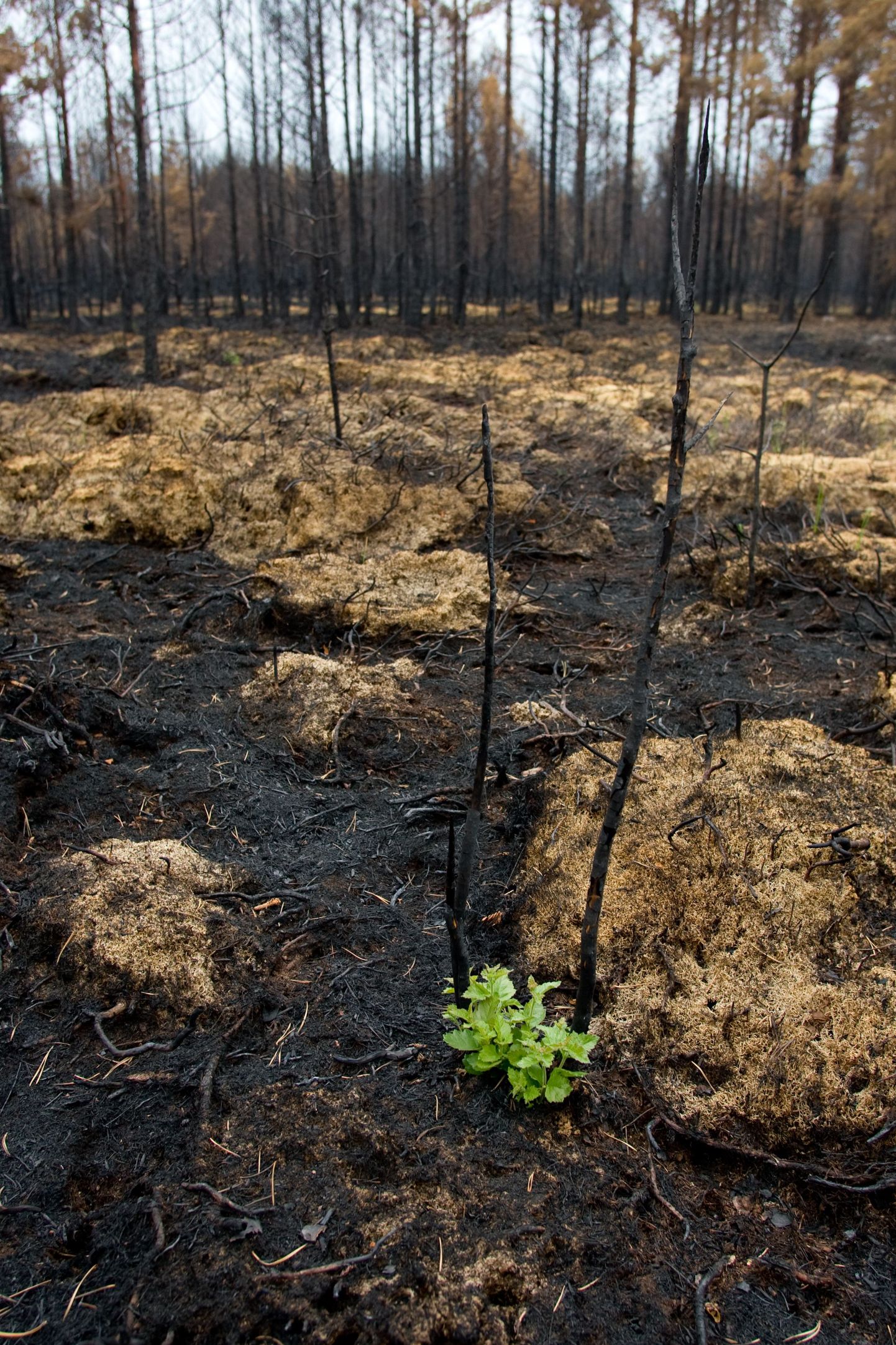 Juba neli nädalat pärast laastavat põlengut tärkab Vihterpalus taas elu – ühena esimestest ajavad mustavast
pinnasest ninad välja rohelised karvasevõitu lehtedega kasevõsud. Suured põlenud tüved tuleb metsameestel
aga maha raiuda.