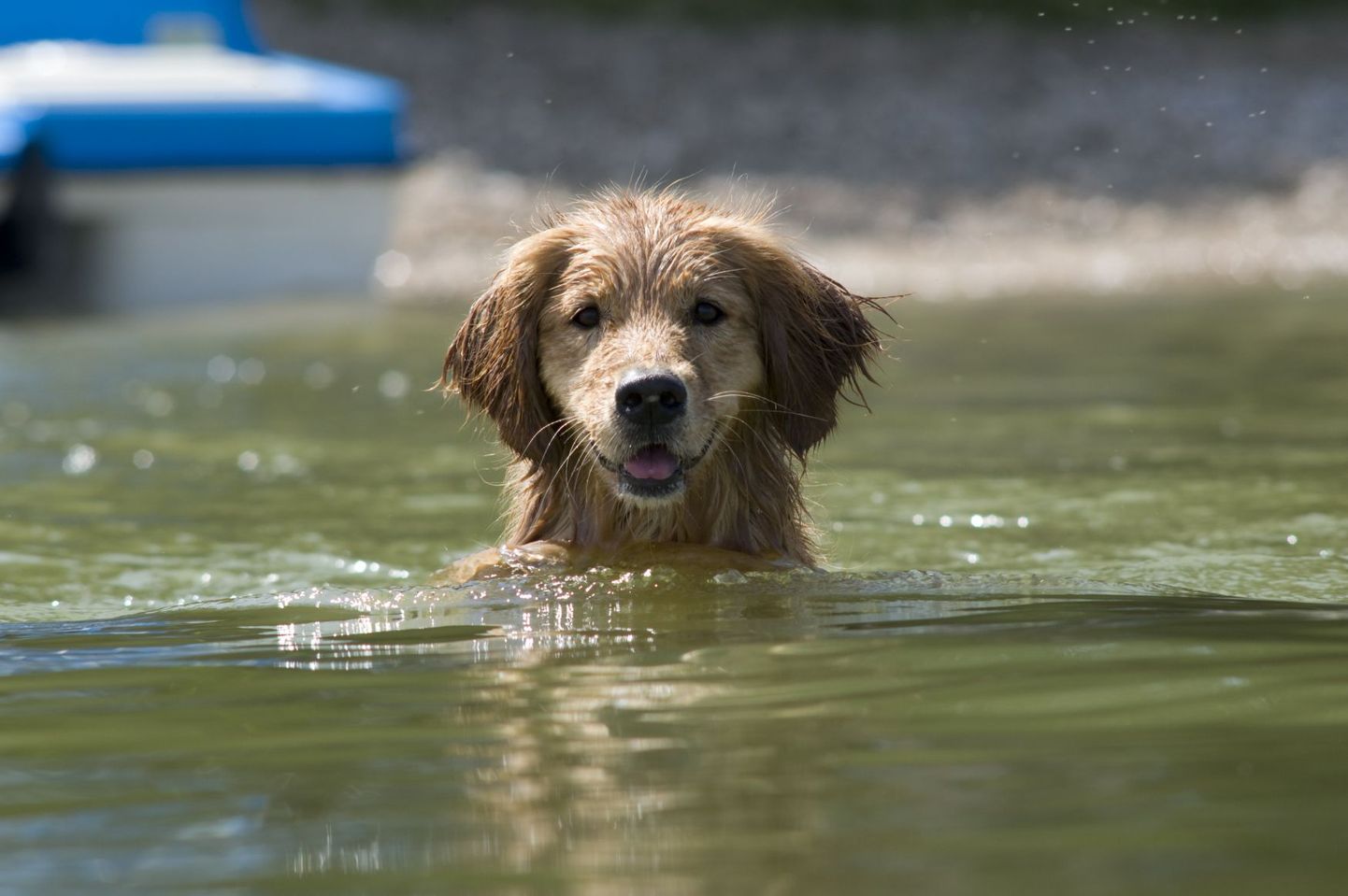Koera tuleb ujuma õpetada rahulikult ja samm-sammult.