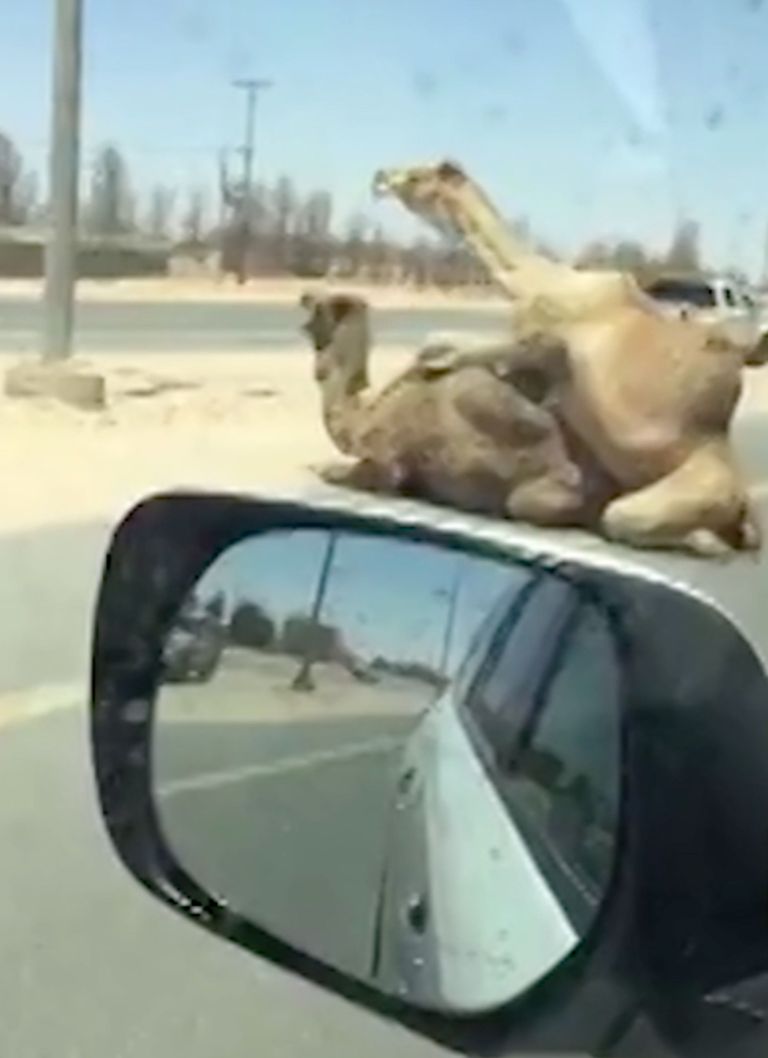 Araabia Ühendemiraatides Dubai ja Ras Al-Khaimahini vahelisel teel armatsenud kaamelid