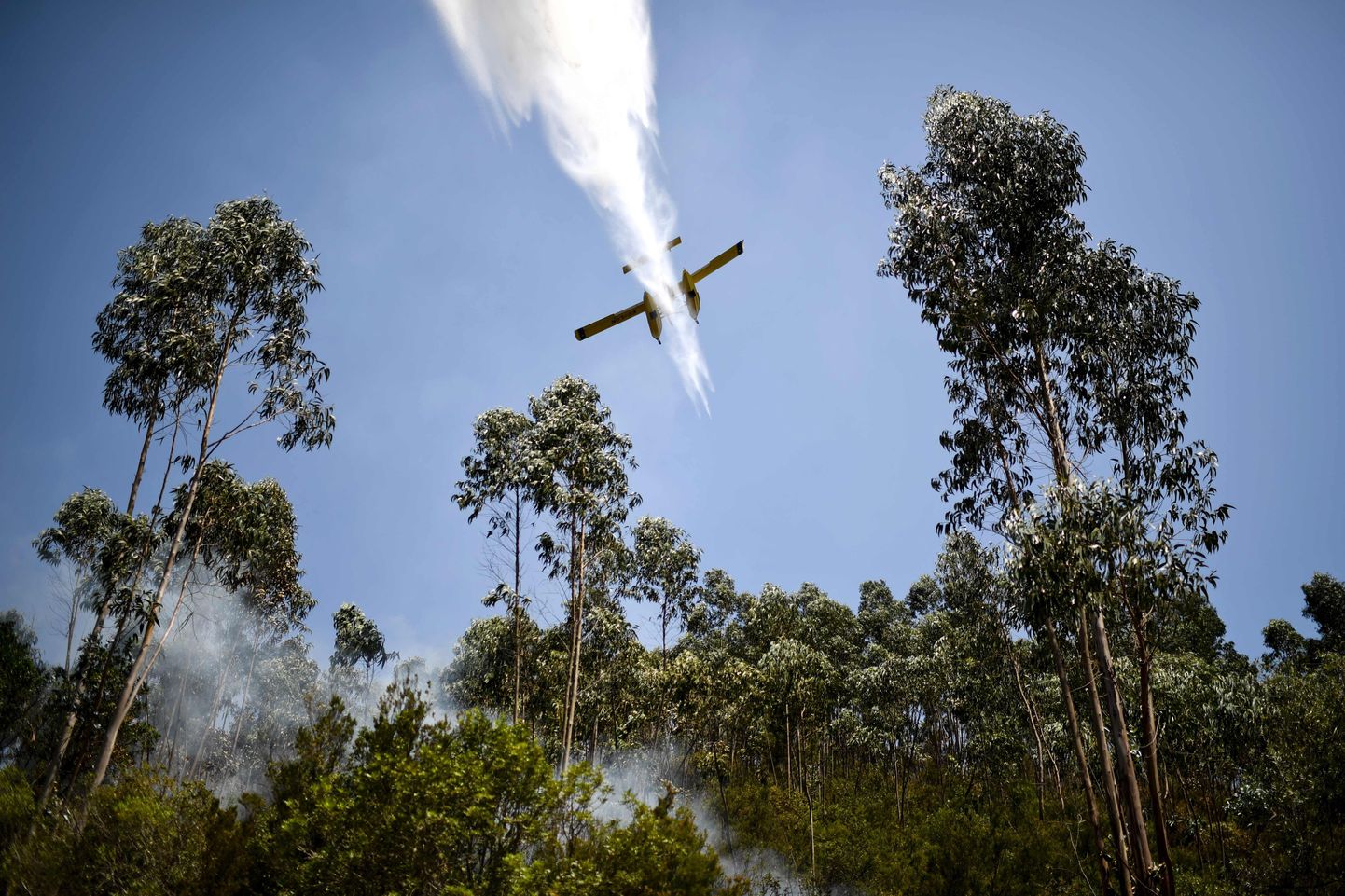 Lennuk kustutab Portugalis metsapõlengut.