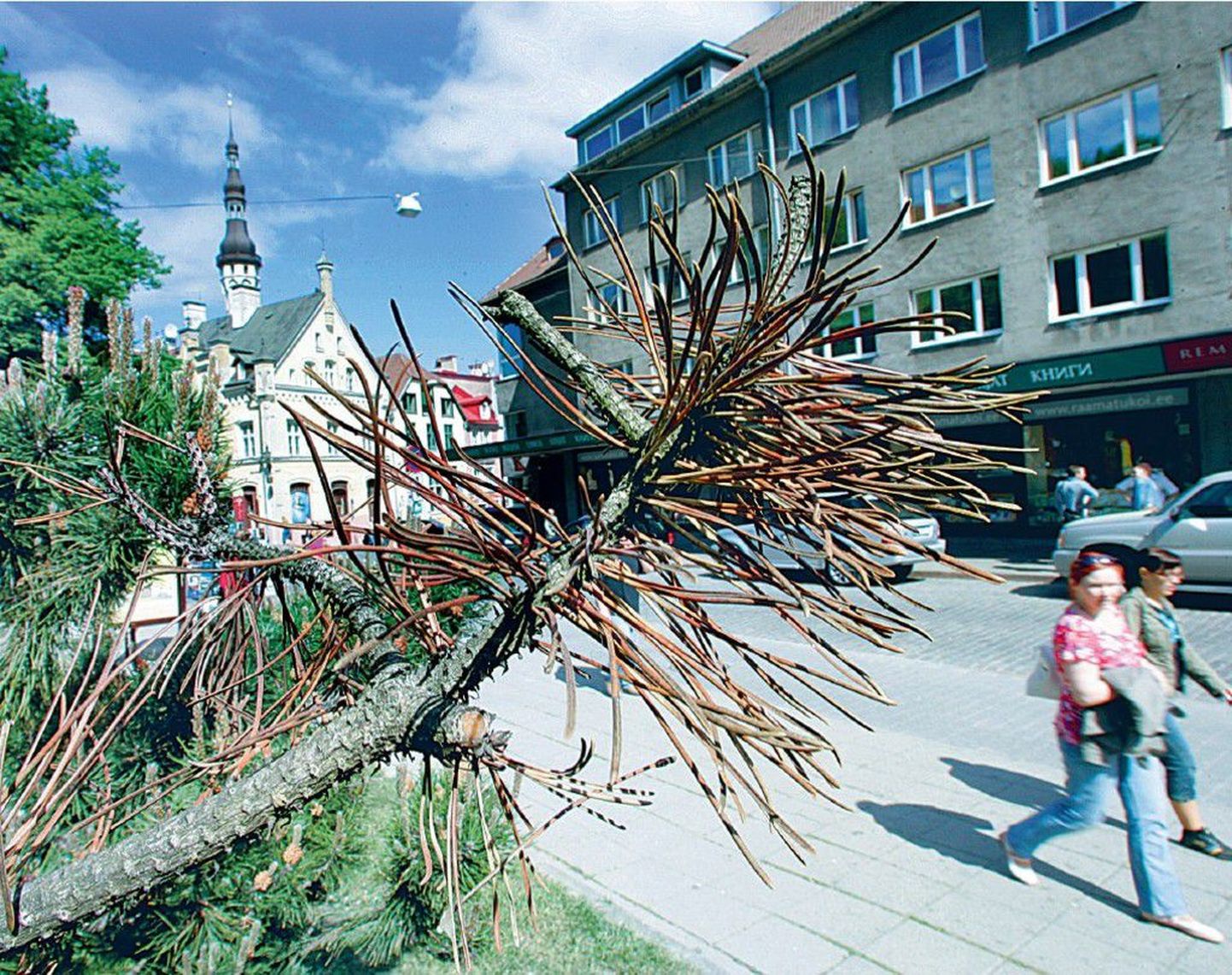 Tänavu kevadel levis mände surmav punavöötaud isegi Tallinna kesklinnas Harju tänaval kasvavatele mägimändidele.