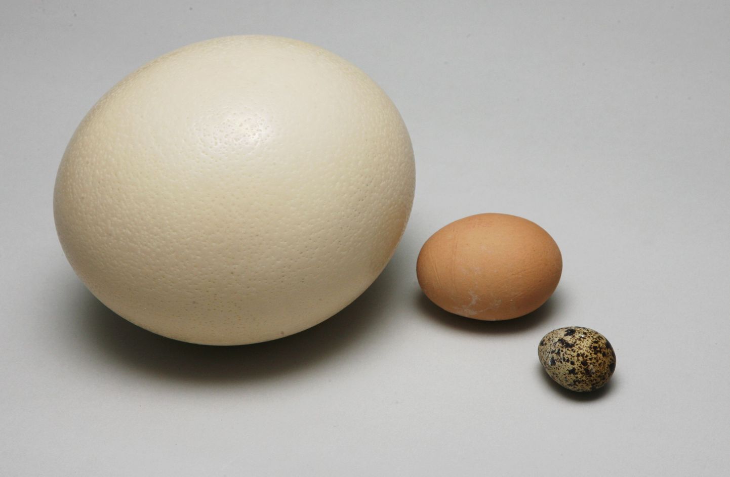Sel pildil on jaanalinnumuna võrdluseks asetatud kana- ja vutimuna kõrvale. Paarikümne sentimeetri pikkune muna kaalub 1,5 kilo või rohkemgi.