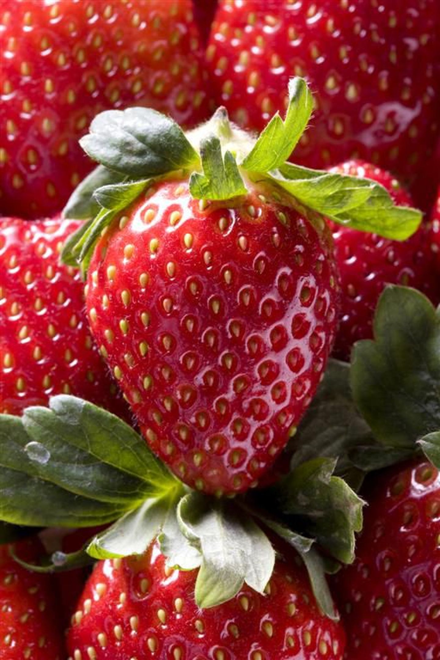 Esimesed rootsi maasikad on valmis.