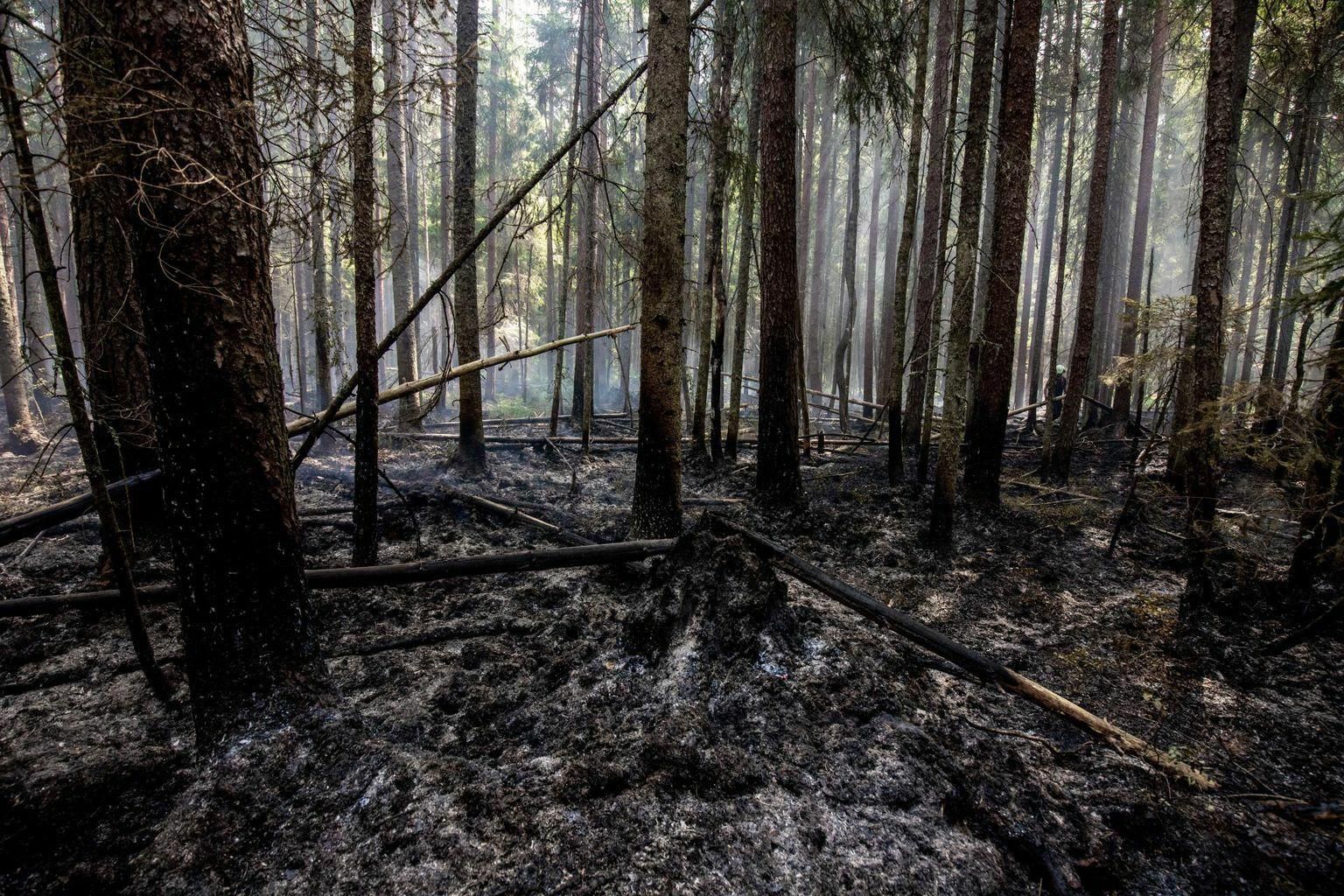 Eelmisel suvel puhkes Saarde vallas Kanaküla kandis Reinse külas metsapõleng ja tuli levis kümnele hektarile.