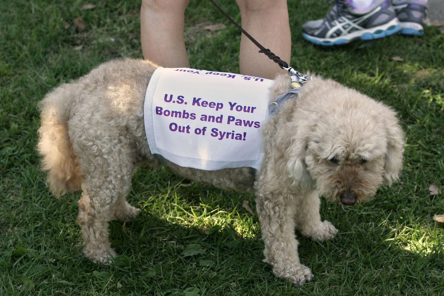 Eile toimus Los Angeleses sõjalise sekkumise vastane meeleavaldus. Koer kannab silti «USA, hoia oma pommid ja käpad Süüriast eemale».